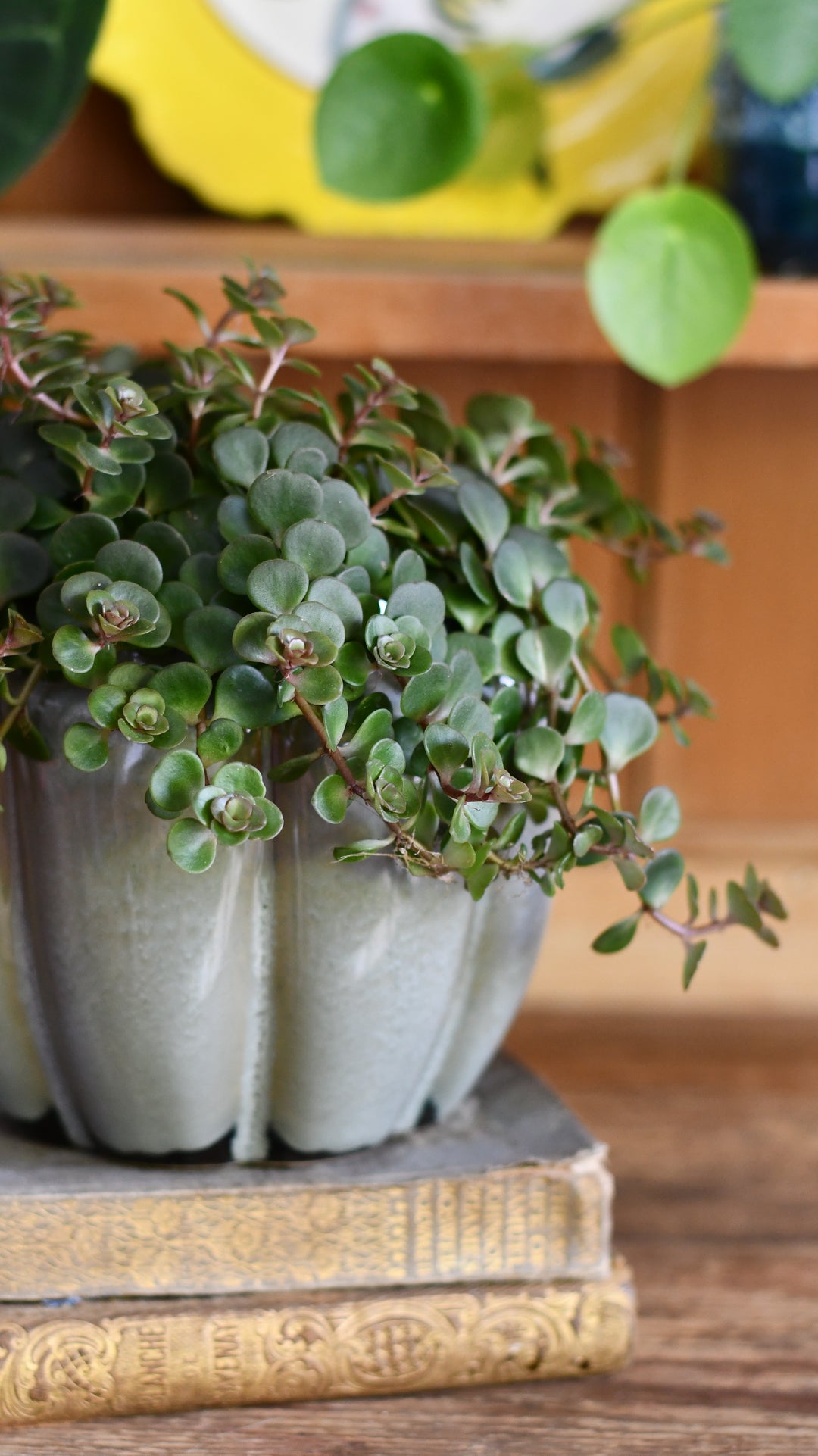 Sedum Makinoi Kosmosje