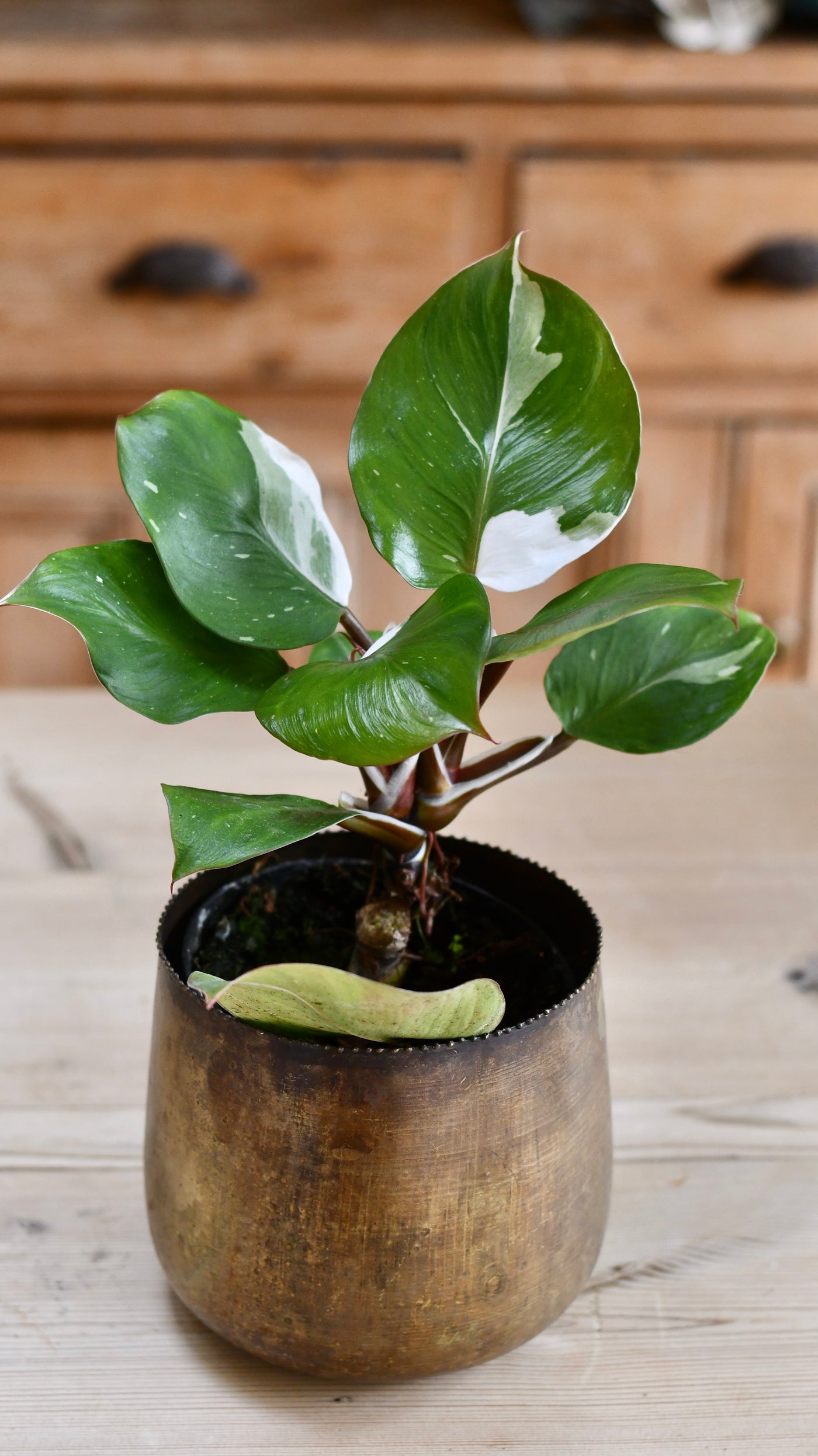 Philodendron White Knight