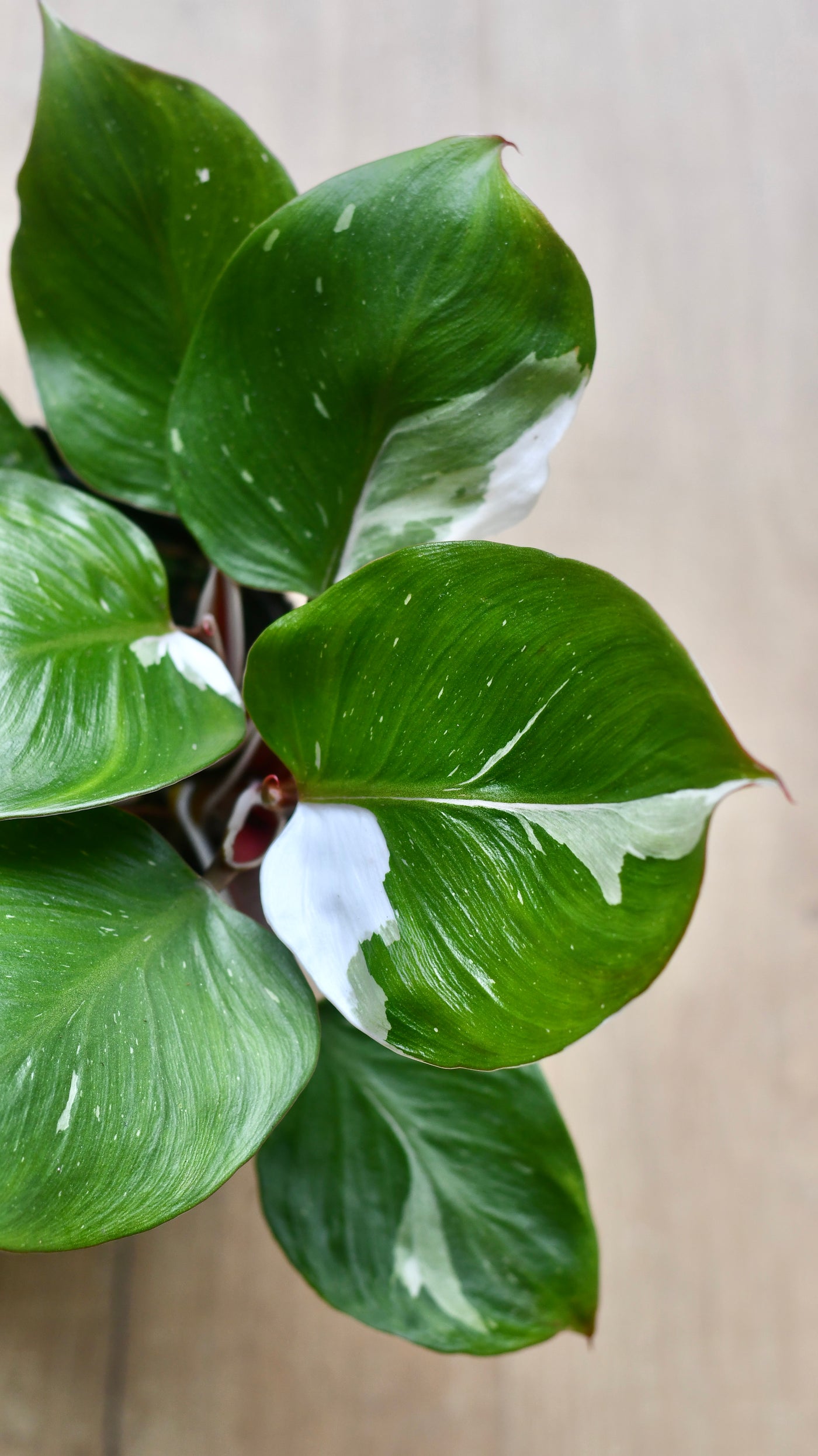 Philodendron White Knight