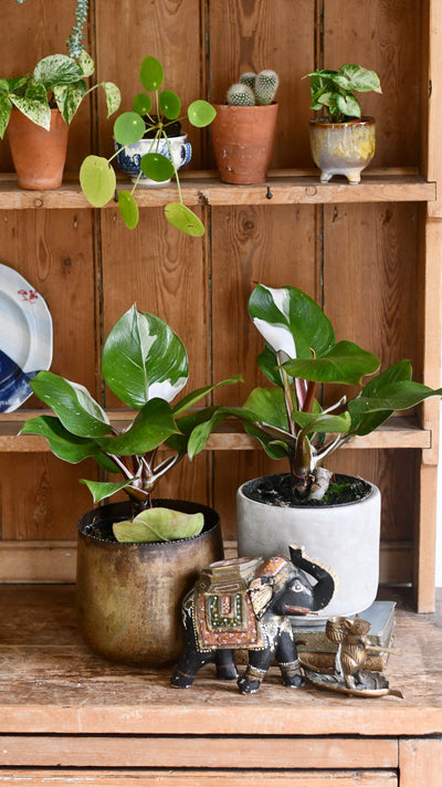 Philodendron White Knight