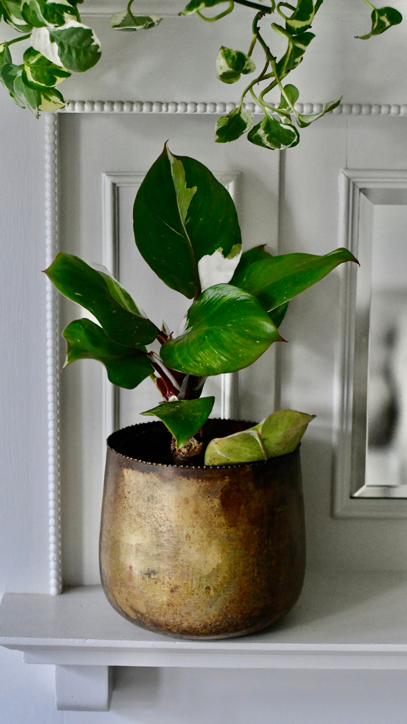 Philodendron White Knight