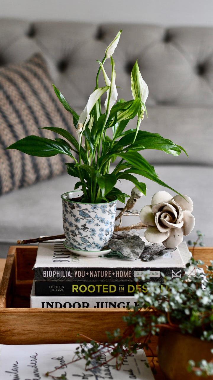 peace lily in baby's room Baby Plants | Peace Lilly