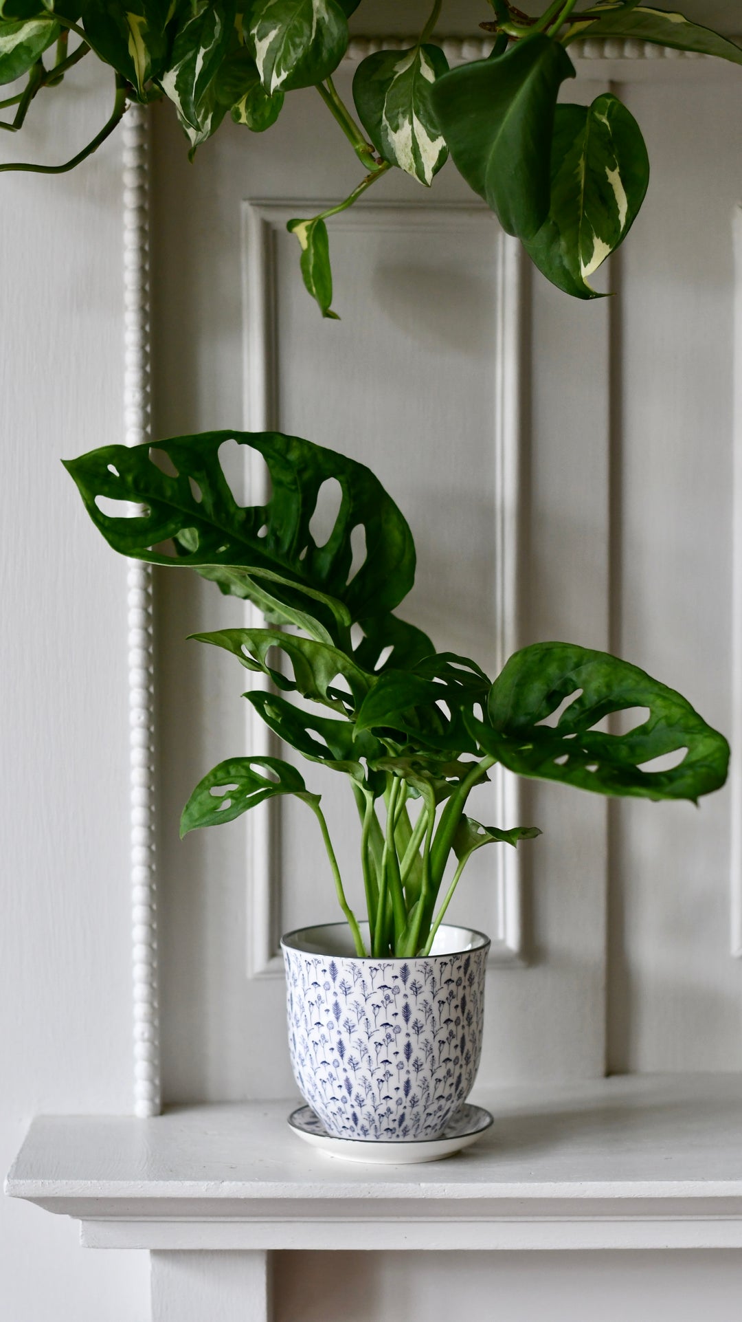 monstera full mint Monstera Mint NOID – Lost in the Forrest