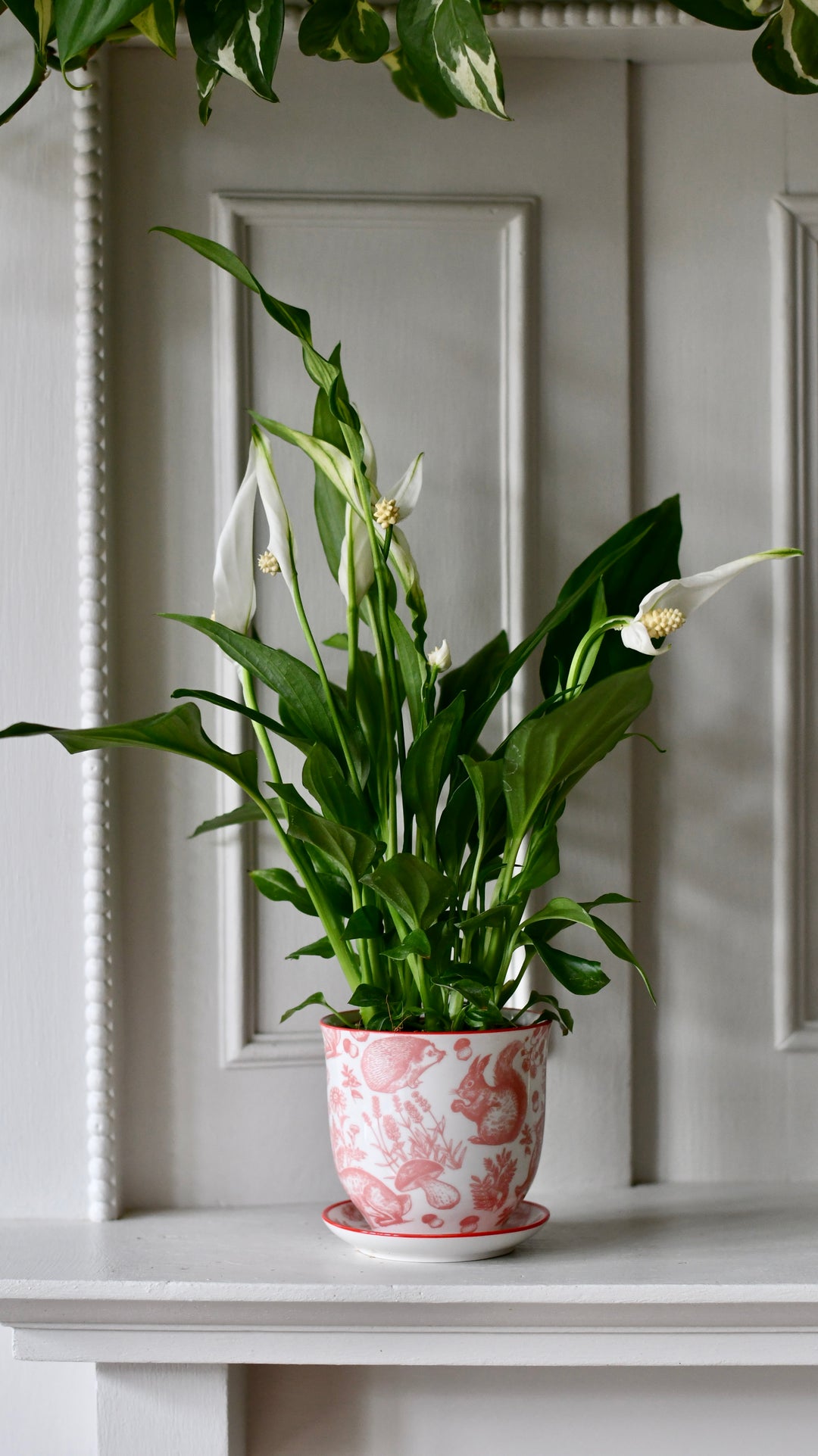 peace lily rhs Baby Plants | Peace Lilly