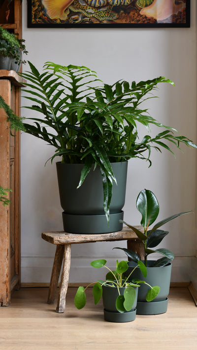 Greenville Round 30cm Leaf Green