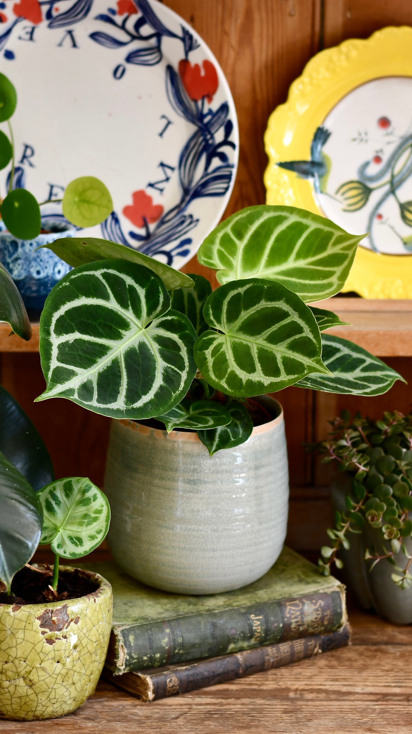 anthurium crystal blush Anthurium Silver Blush | Rare Plant