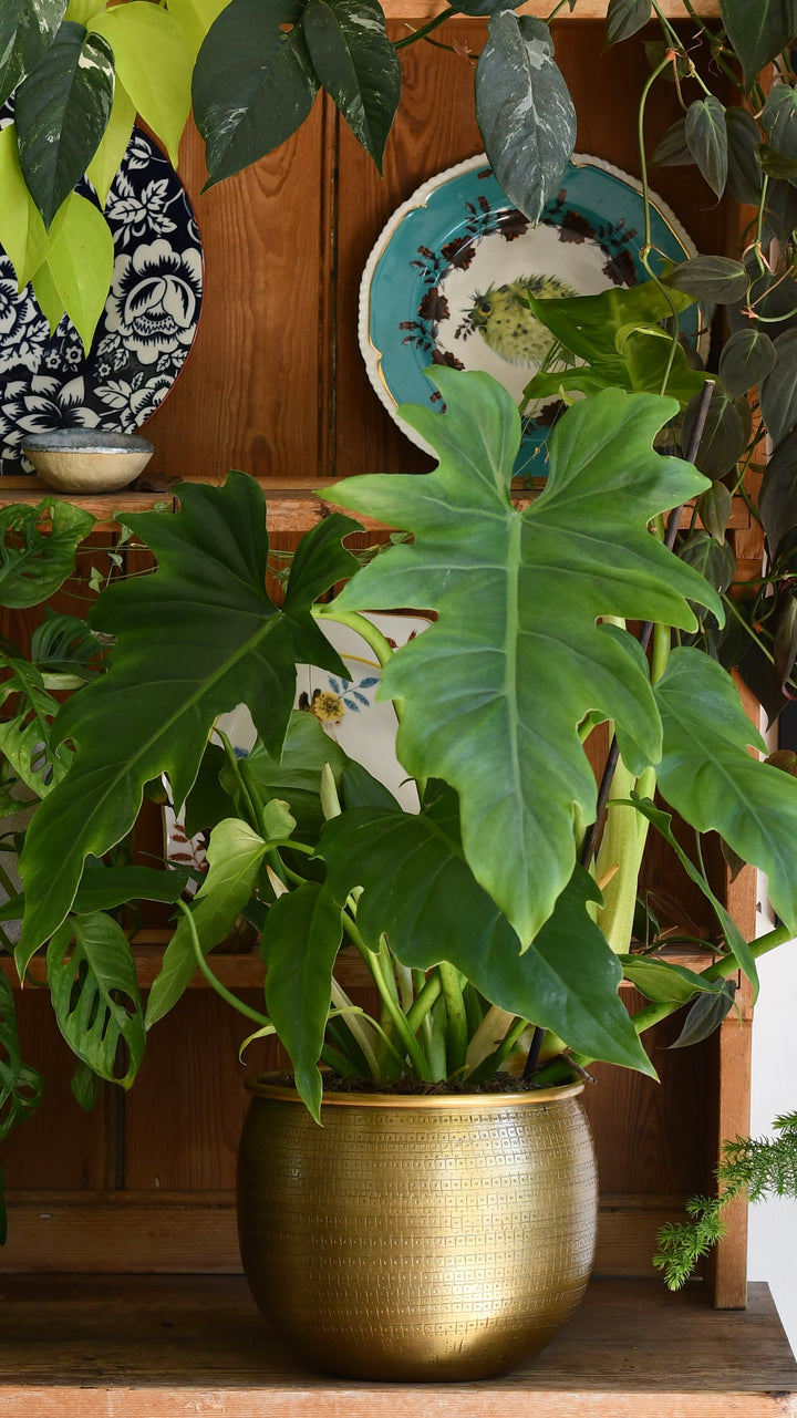 philodendron lacerum cuttings aroid live tropical plant Philodendron Lacerum