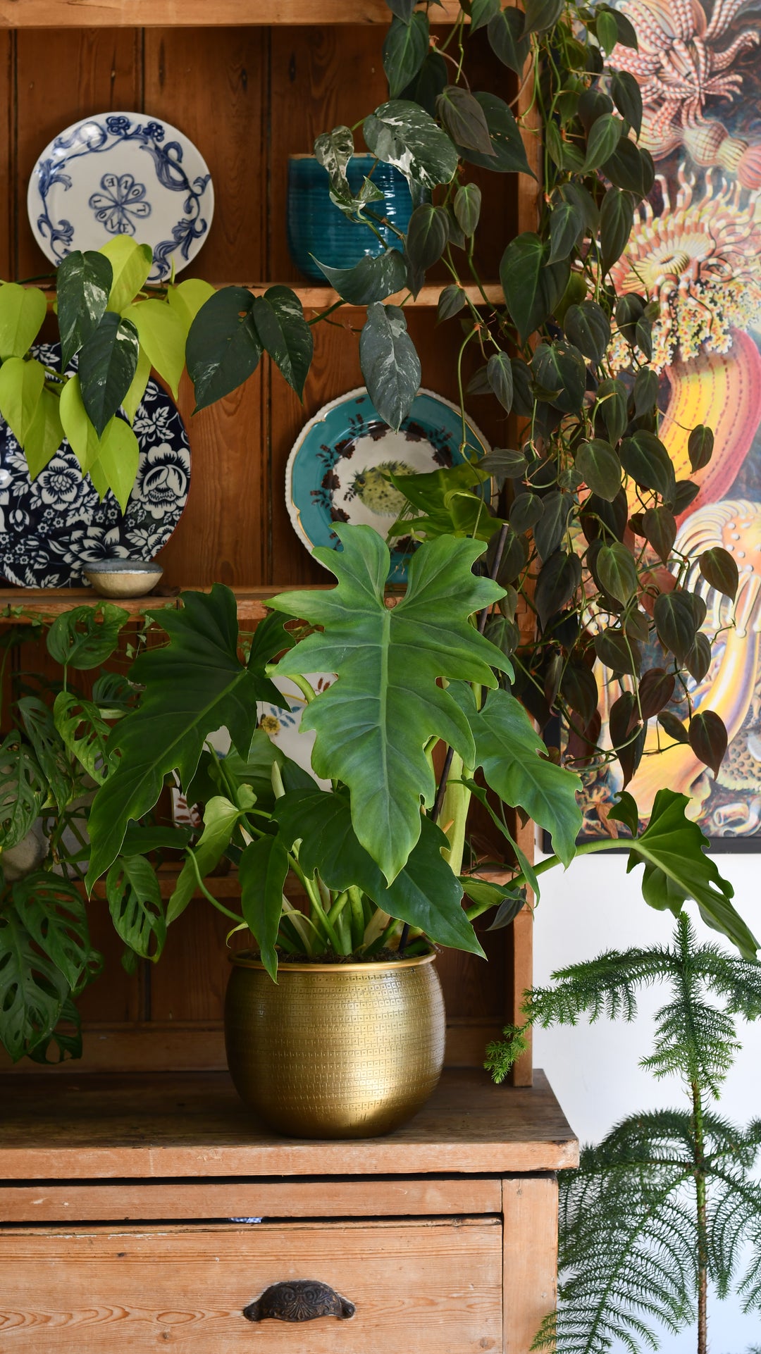 philodendron lacerum care Philodendron Lacerum