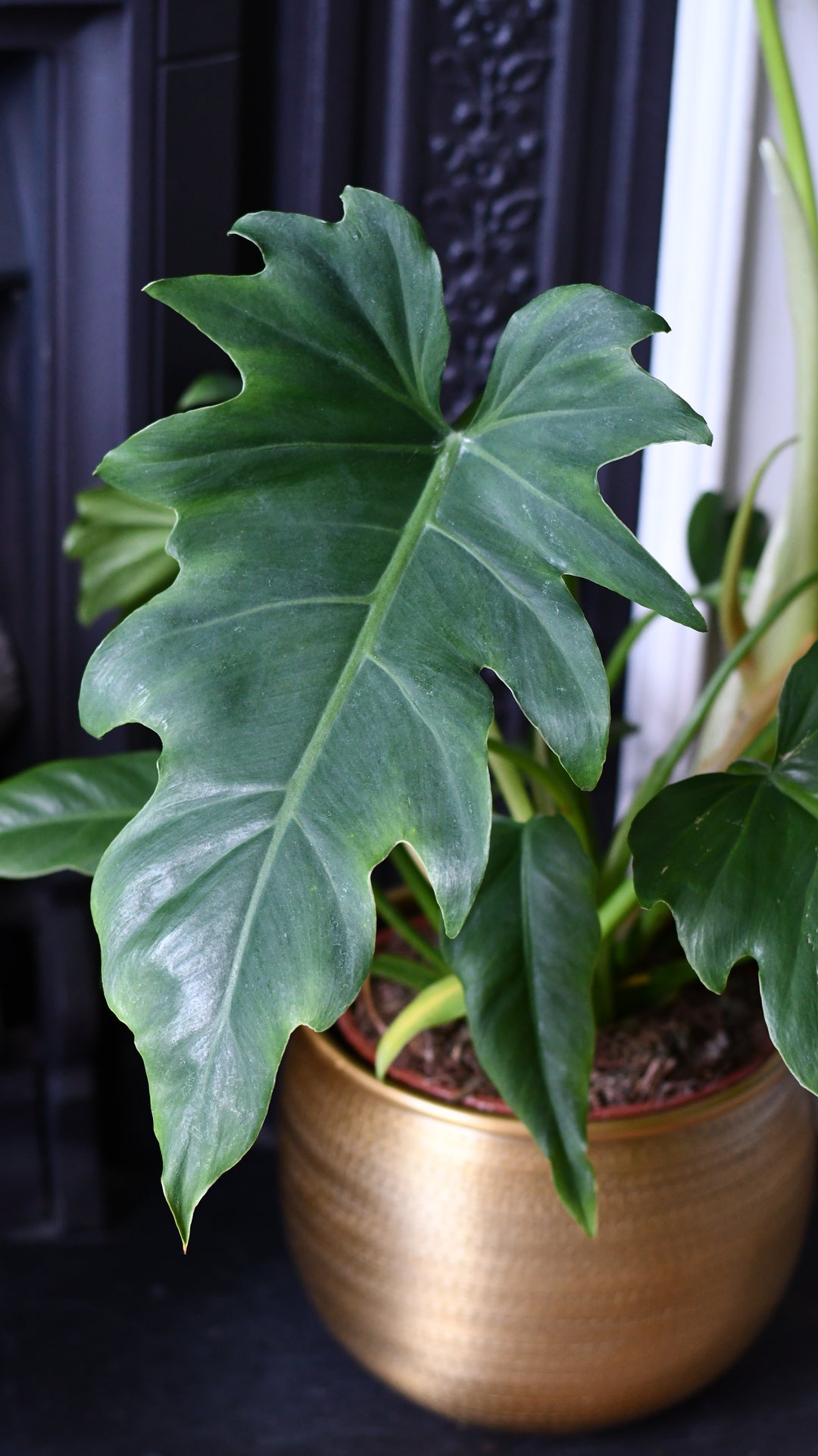 lacerum philodendron Philodendron Lacerum