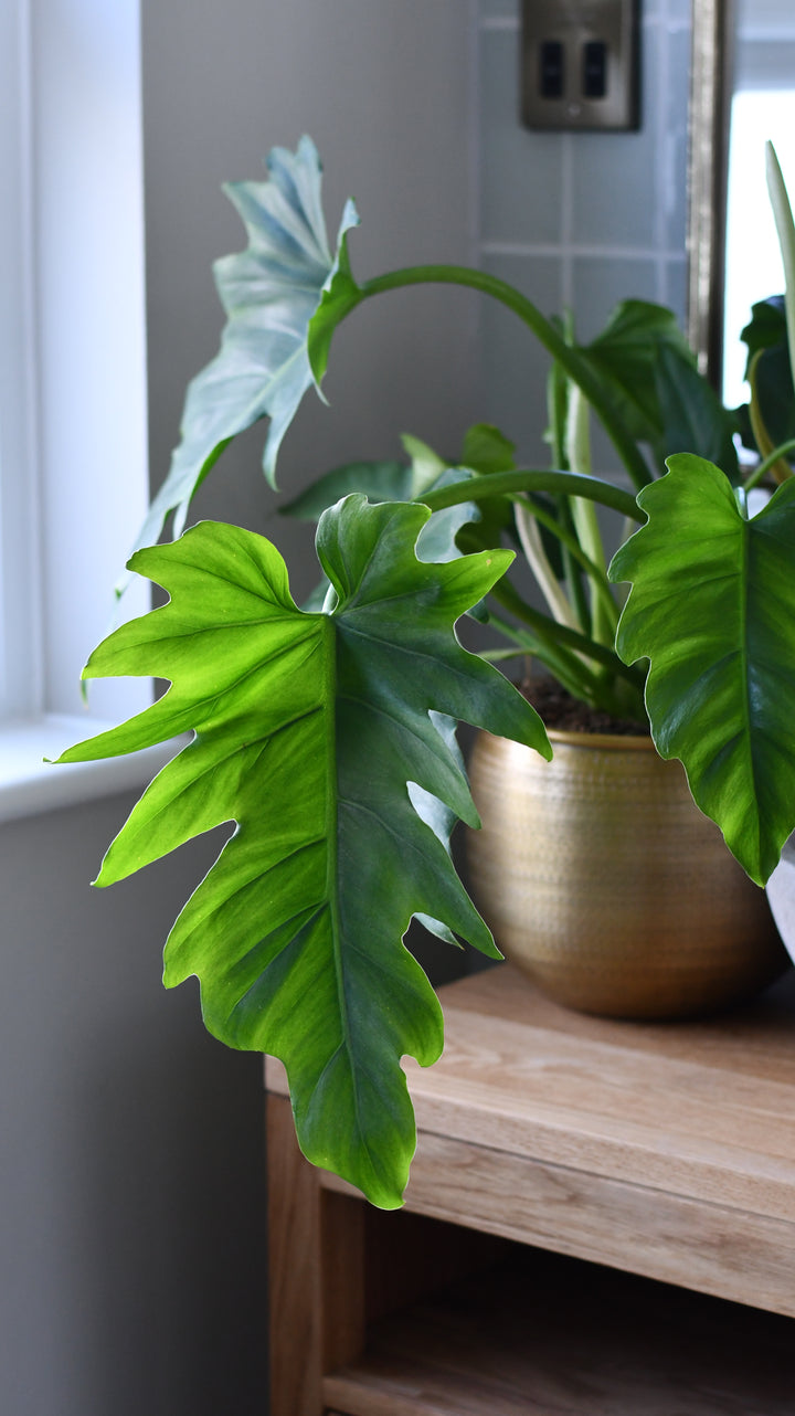 philodendron lacerum for sale Philodendron Lacerum