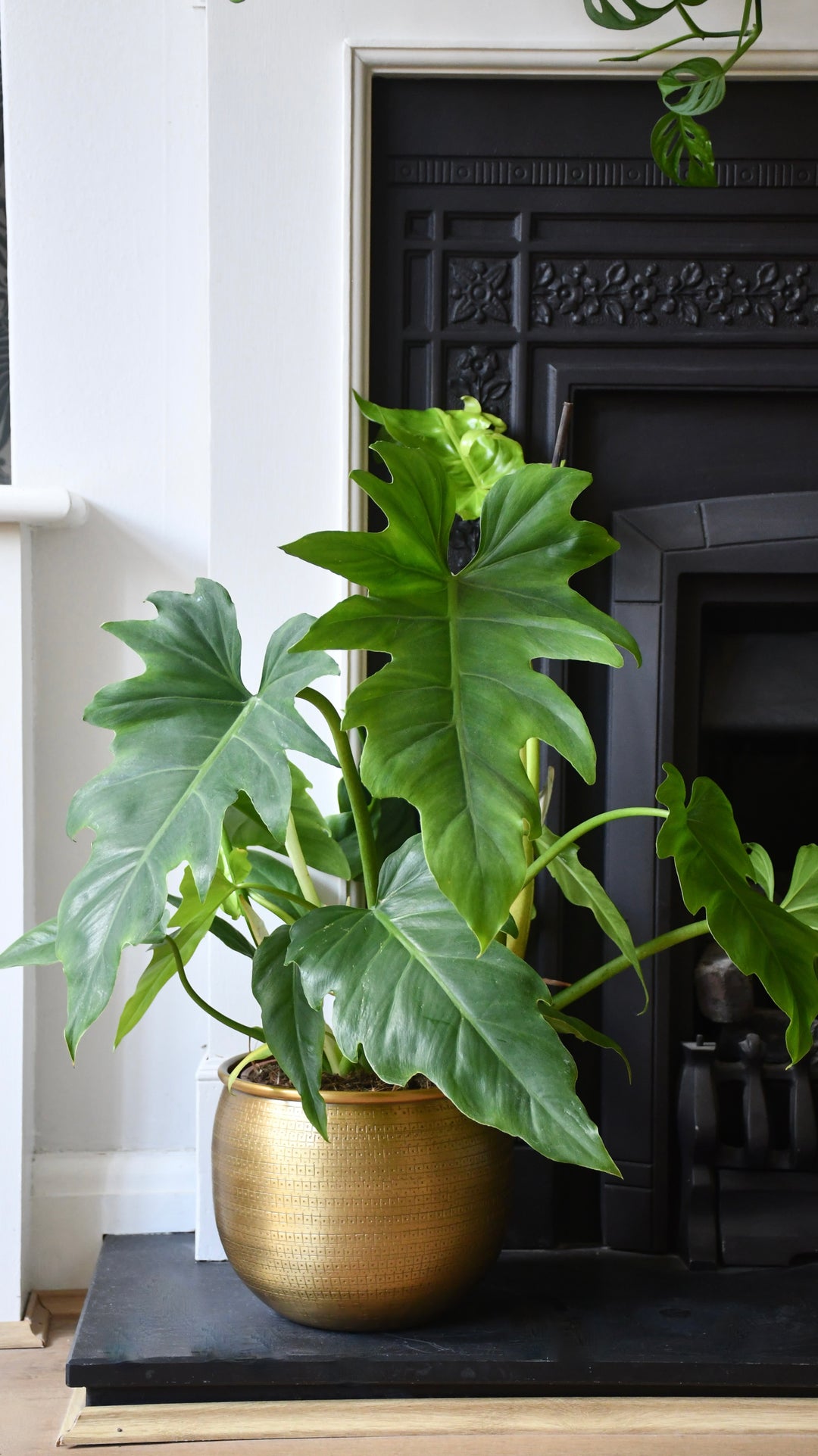 lace philodendron Philodendron Lacerum