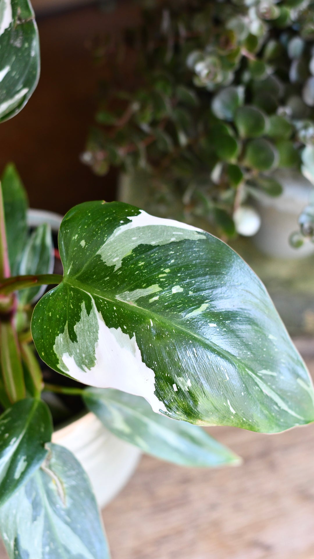 buy philodendron white knight Philodendron White Knight | UK Delivery