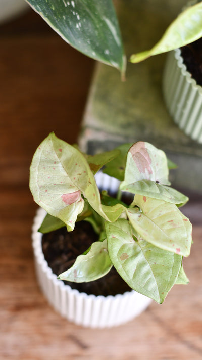 Baby milk confetti syngonium