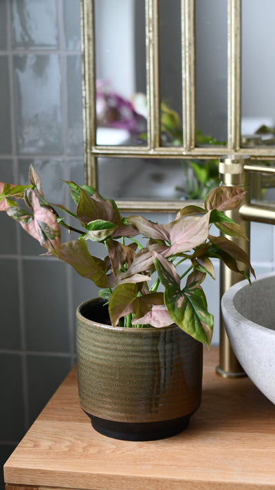 Clovelly Olive Green premium Glaze planter (14cm plant pot)