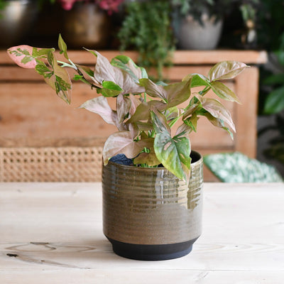 Clovelly Olive Green premium Glaze planter (14cm plant pot)