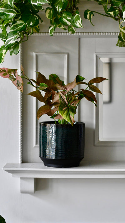 Clovelly Sapphire premium Glaze planter (14cm plant pot)