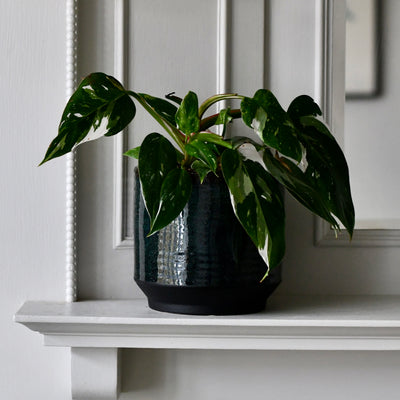 Clovelly Sapphire premium Glaze planter (14cm plant pot)