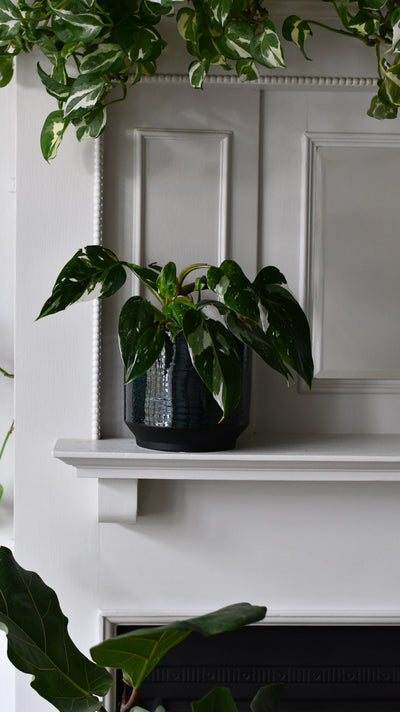 Clovelly Sapphire premium Glaze planter (14cm plant pot)