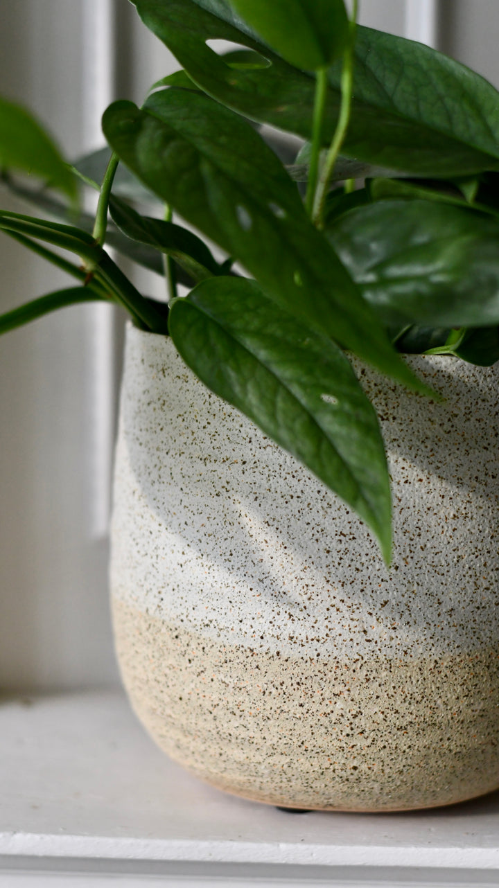 Celeste Cream premium Glaze planter (14cm plant pot) – Happy Houseplants