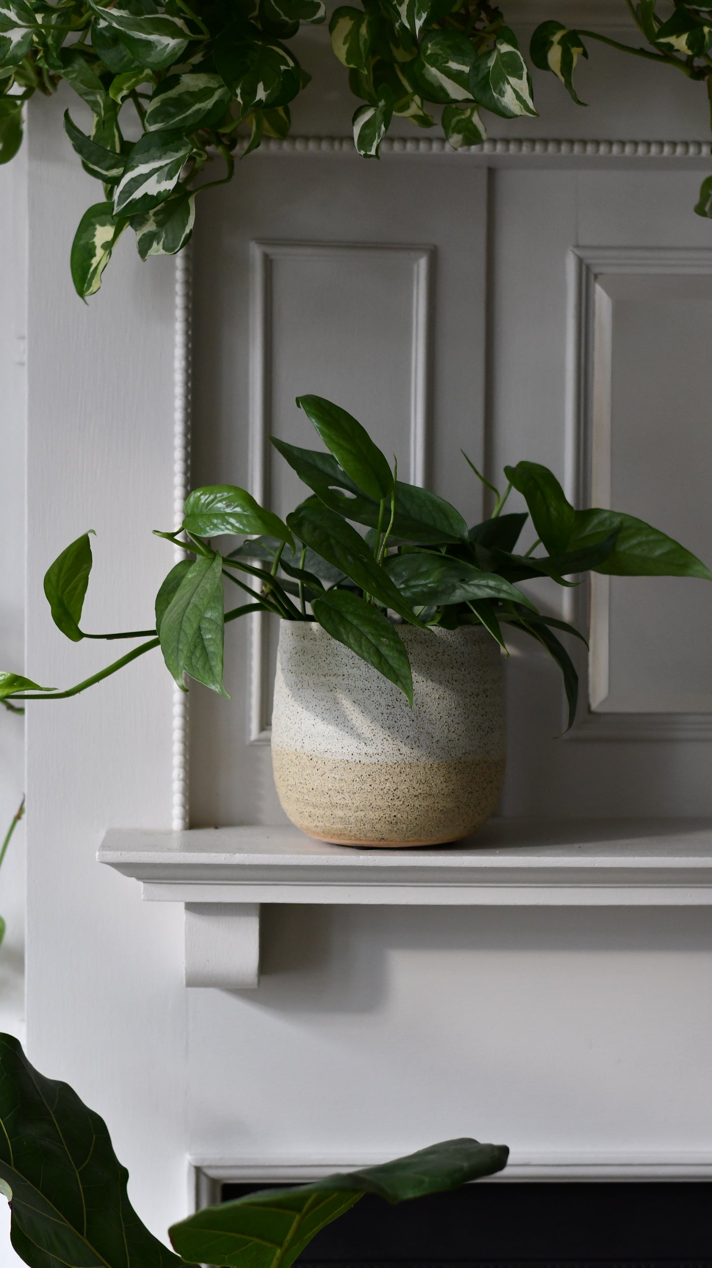 16cm plant pot Celeste Cream premium Glaze planter 16cm plant pot – Happy Houseplants