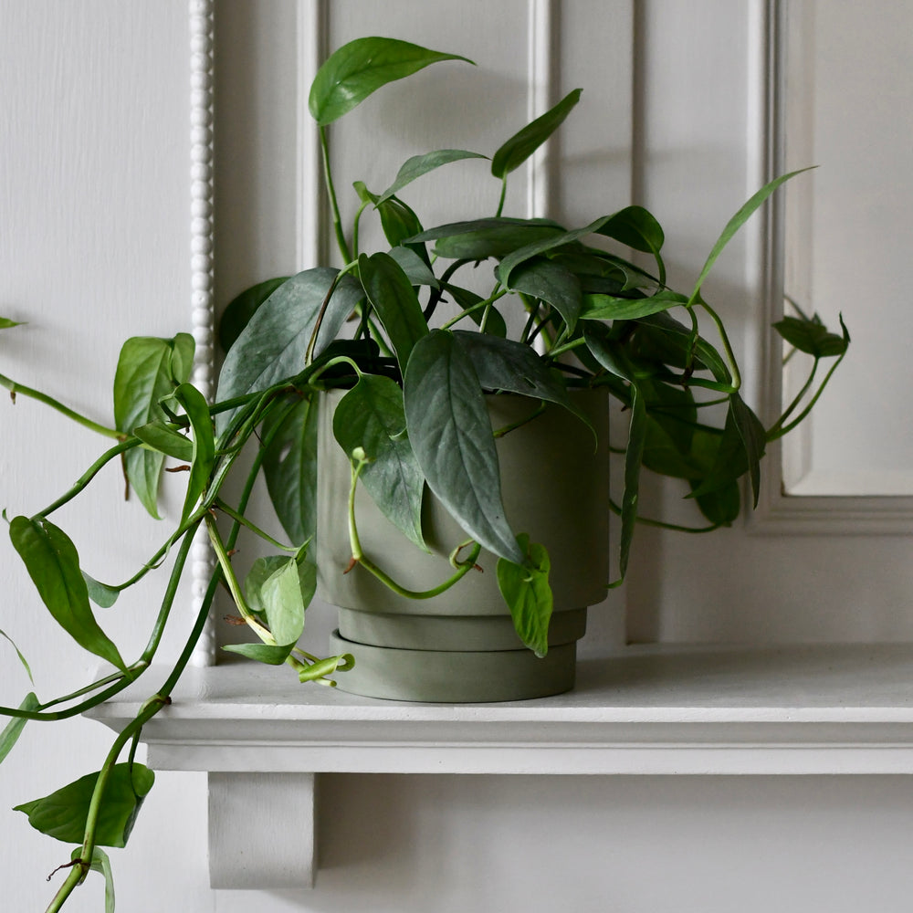 H&amp;O.cp Plants pot TYPE-001：M（口径φ14cm）セット H&O.cp Plants pot TYPE-001：M（口径φ14cm）