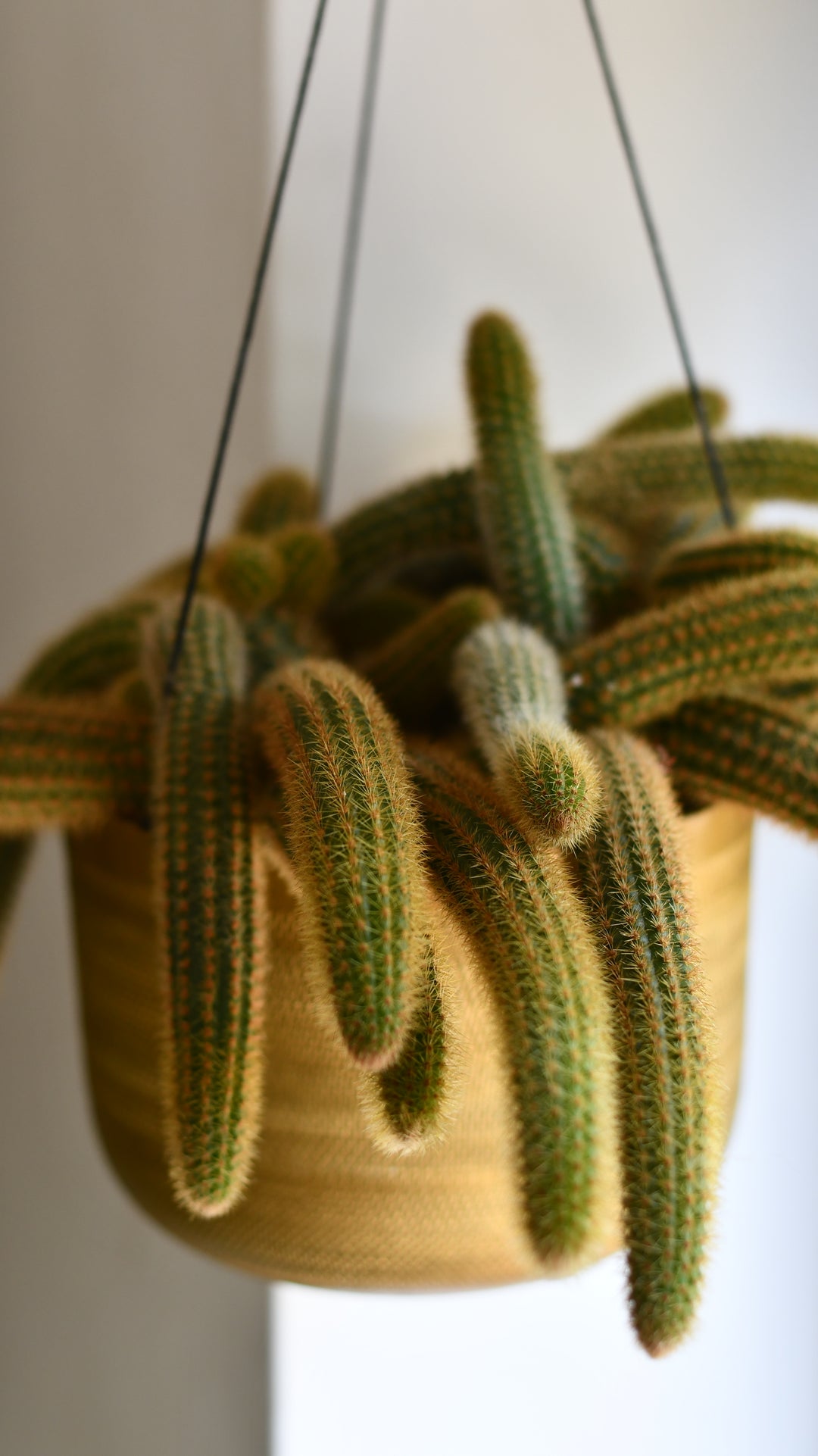 Cleistocactus Aureispina | Golden Rat Tail Cactus