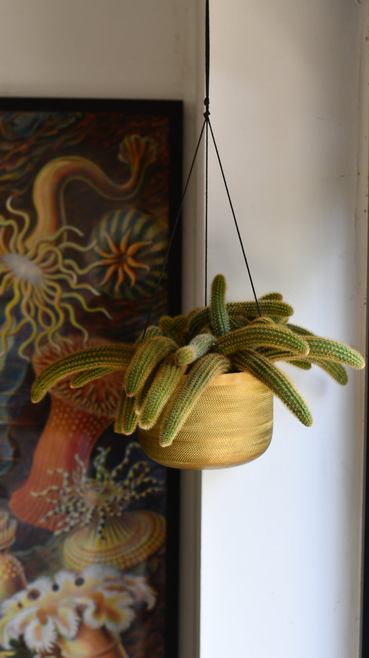 DSC_5877_720x.jpg?v=1728045252