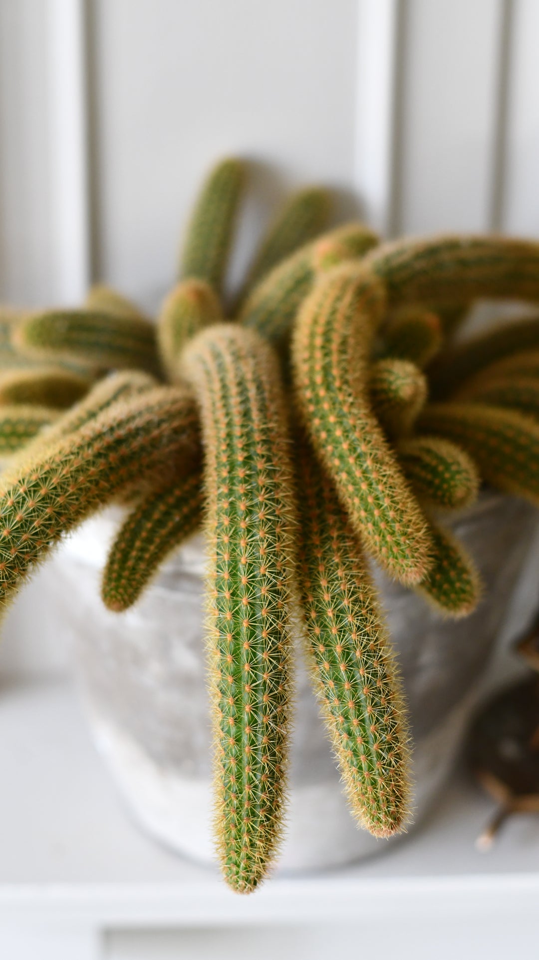 Cleistocactus Aureispina | Golden Rat Tail Cactus