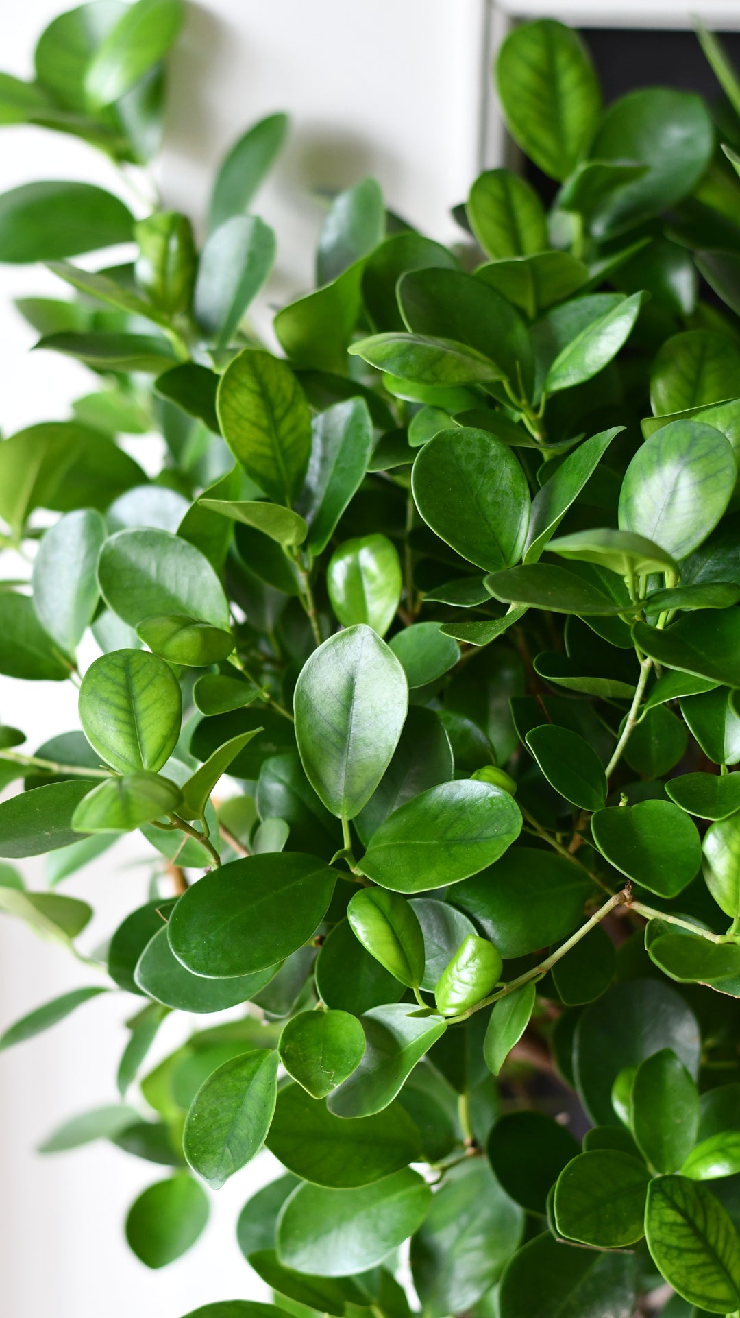 Ficus Microcarpa | Chinese Banyan Tree