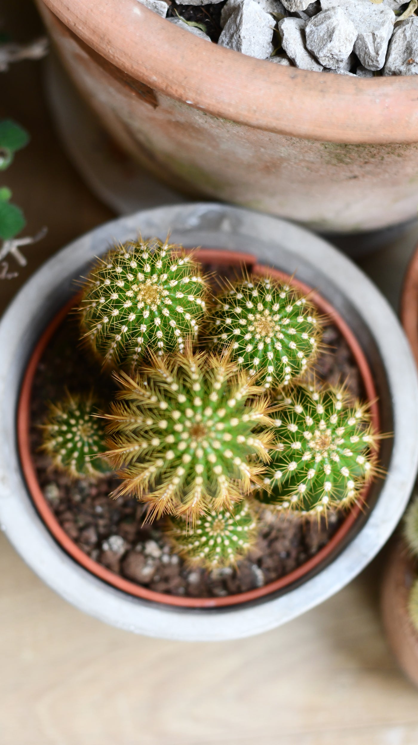 Small Pilocereus pachycladus azureus | Brazilian Blue Cactus | Blue Columnar Cactus