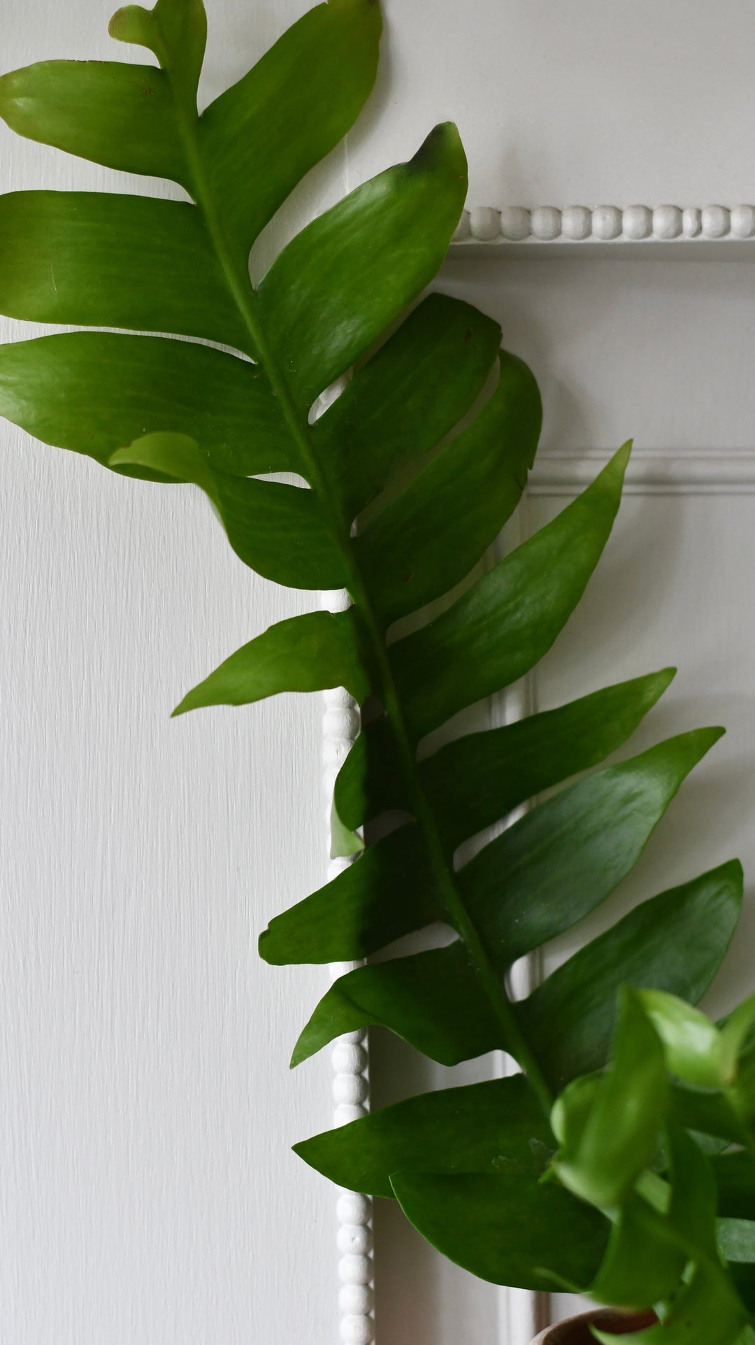 epiphyllum chrysocardium fern leaf cactus Fern Leaf Cactus – Happy Houseplants