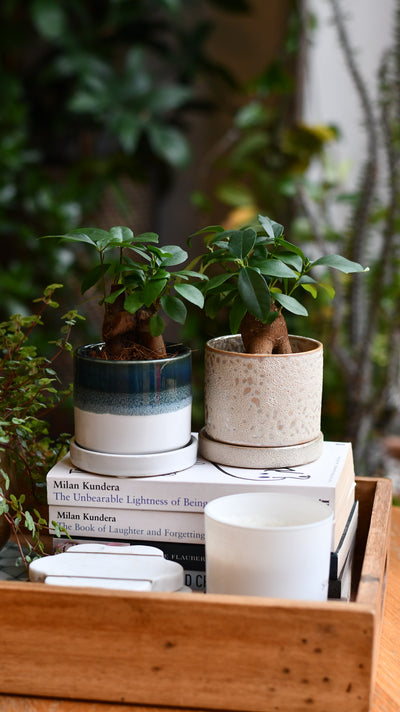 Baby Ficus Retusa (Ginseng Bonsai Tree) – Also Known as Pot-Bellied Fig, Banyan Fig, Taiwan Ficus, Indian Laurel Fig