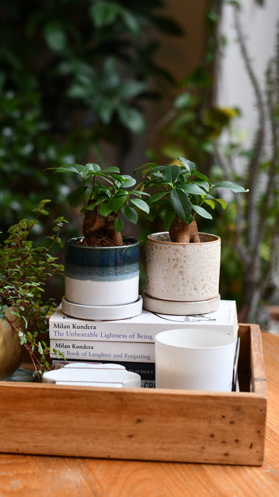 Baby Ficus Retusa (Ginseng Bonsai Tree) – Also Known as Pot-Bellied Fig, Banyan Fig, Taiwan Ficus, Indian Laurel Fig