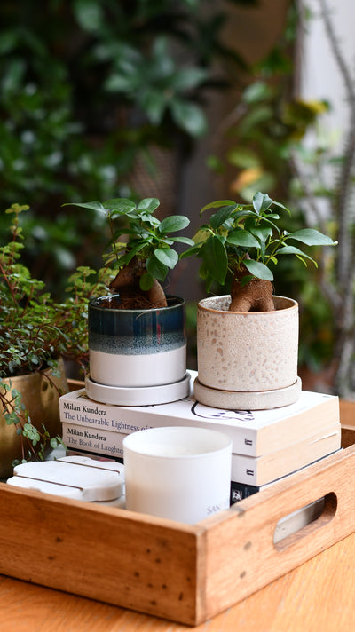Baby Ficus Retusa (Ginseng Bonsai Tree) – Also Known as Pot-Bellied Fig, Banyan Fig, Taiwan Ficus, Indian Laurel Fig