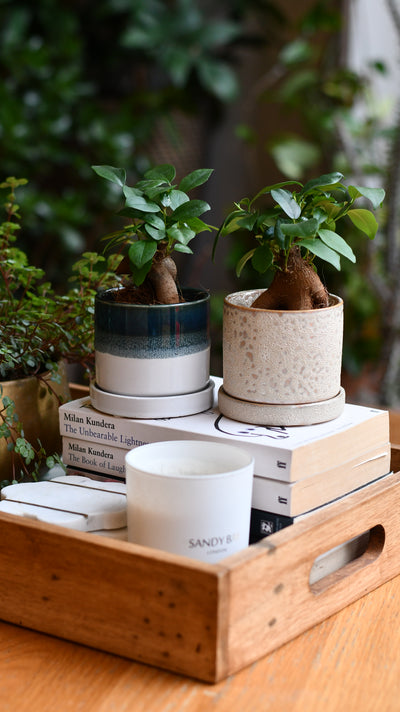 Baby Ficus Retusa (Ginseng Bonsai Tree) – Also Known as Pot-Bellied Fig, Banyan Fig, Taiwan Ficus, Indian Laurel Fig