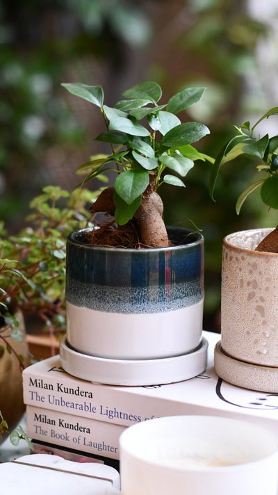 Baby Ficus Retusa (Ginseng Bonsai Tree) – Also Known as Pot-Bellied Fig, Banyan Fig, Taiwan Ficus, Indian Laurel Fig