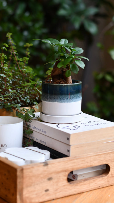 Baby Ficus Retusa (Ginseng Bonsai Tree) – Also Known as Pot-Bellied Fig, Banyan Fig, Taiwan Ficus, Indian Laurel Fig