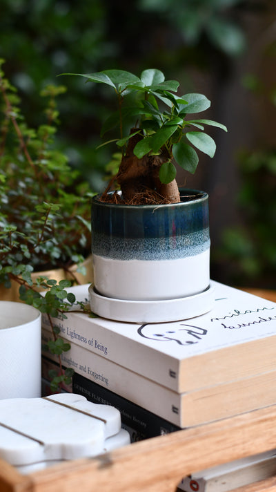 Baby Ficus Retusa (Ginseng Bonsai Tree) – Also Known as Pot-Bellied Fig, Banyan Fig, Taiwan Ficus, Indian Laurel Fig