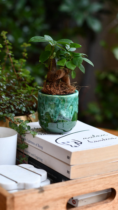 Baby Ficus Retusa (Ginseng Bonsai Tree) – Also Known as Pot-Bellied Fig, Banyan Fig, Taiwan Ficus, Indian Laurel Fig