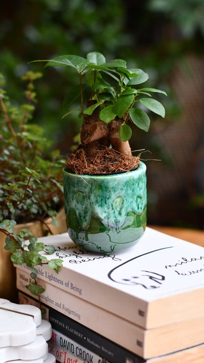 Baby Ficus Retusa (Ginseng Bonsai Tree) – Also Known as Pot-Bellied Fig, Banyan Fig, Taiwan Ficus, Indian Laurel Fig
