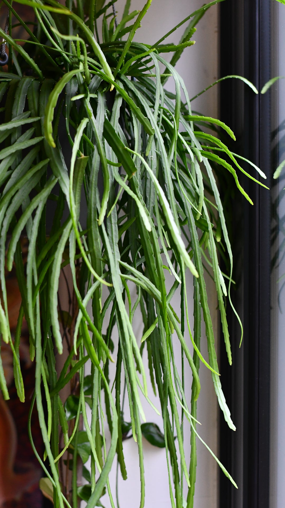 Lepismium Cactus (Bolivianum Forest Cactus) – Also Known as Forest Cac –  Happy Houseplants