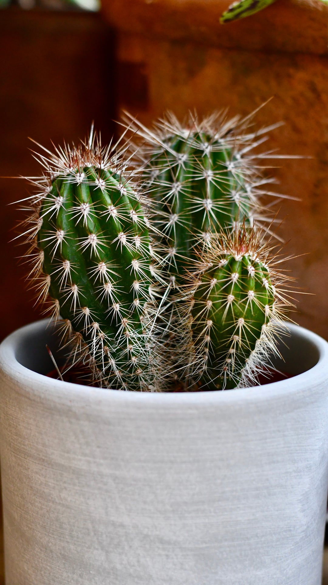 green cactus Pilocereus pachycladus