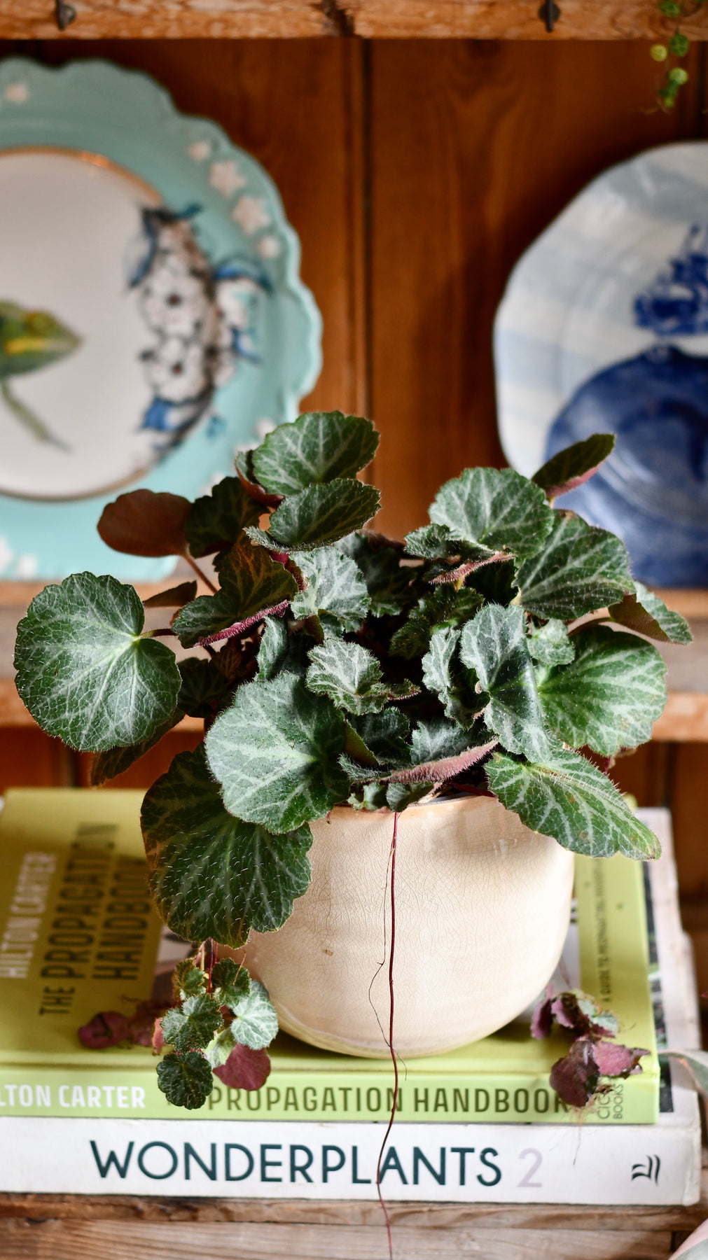 strawberry begonia hanging plant Saxifraga Stolonifera (Strawberry Begonia) – A Trailing Beauty – Happy Houseplants