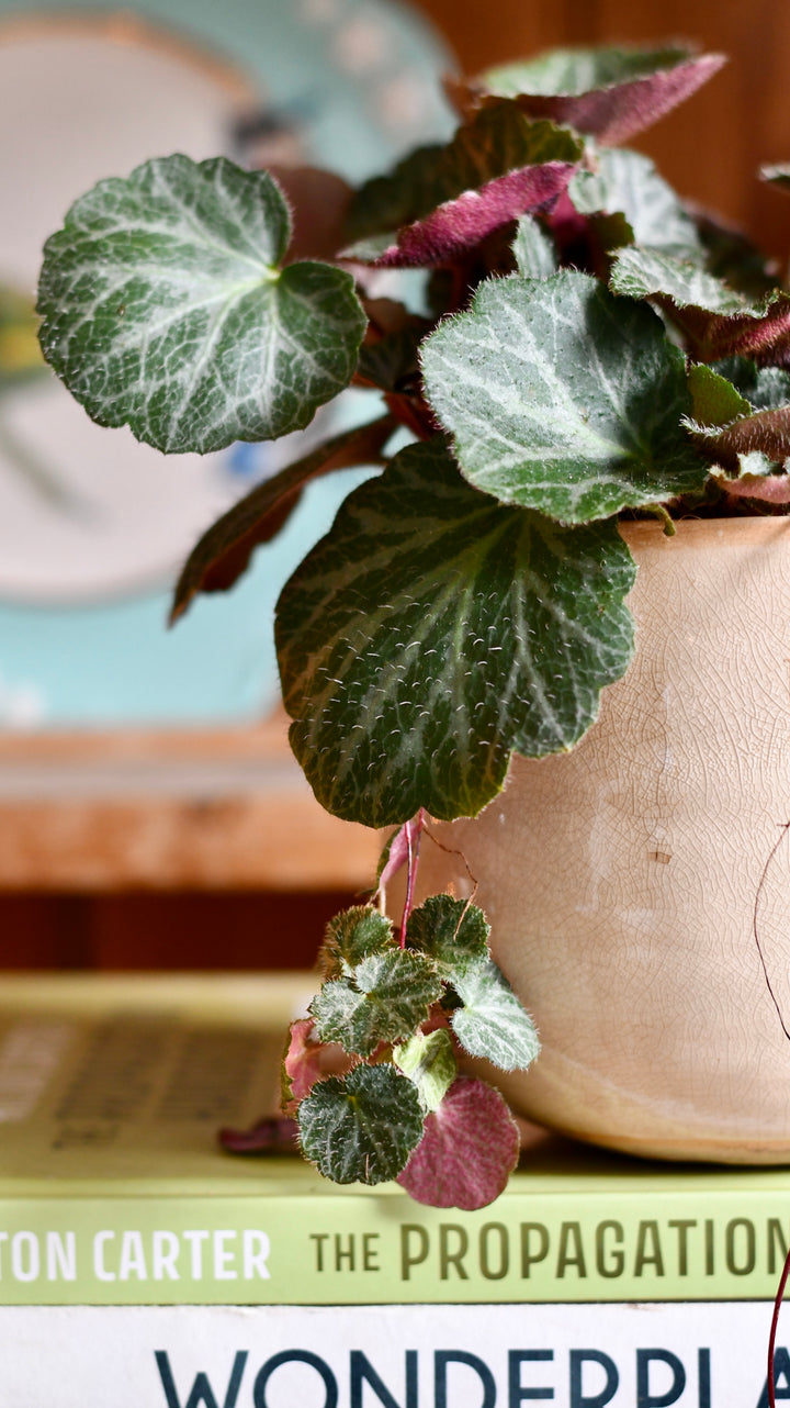 strawberry house plant Saxifraga Stolonifera (Strawberry Begonia) – A Trailing Beauty – Happy  Houseplants