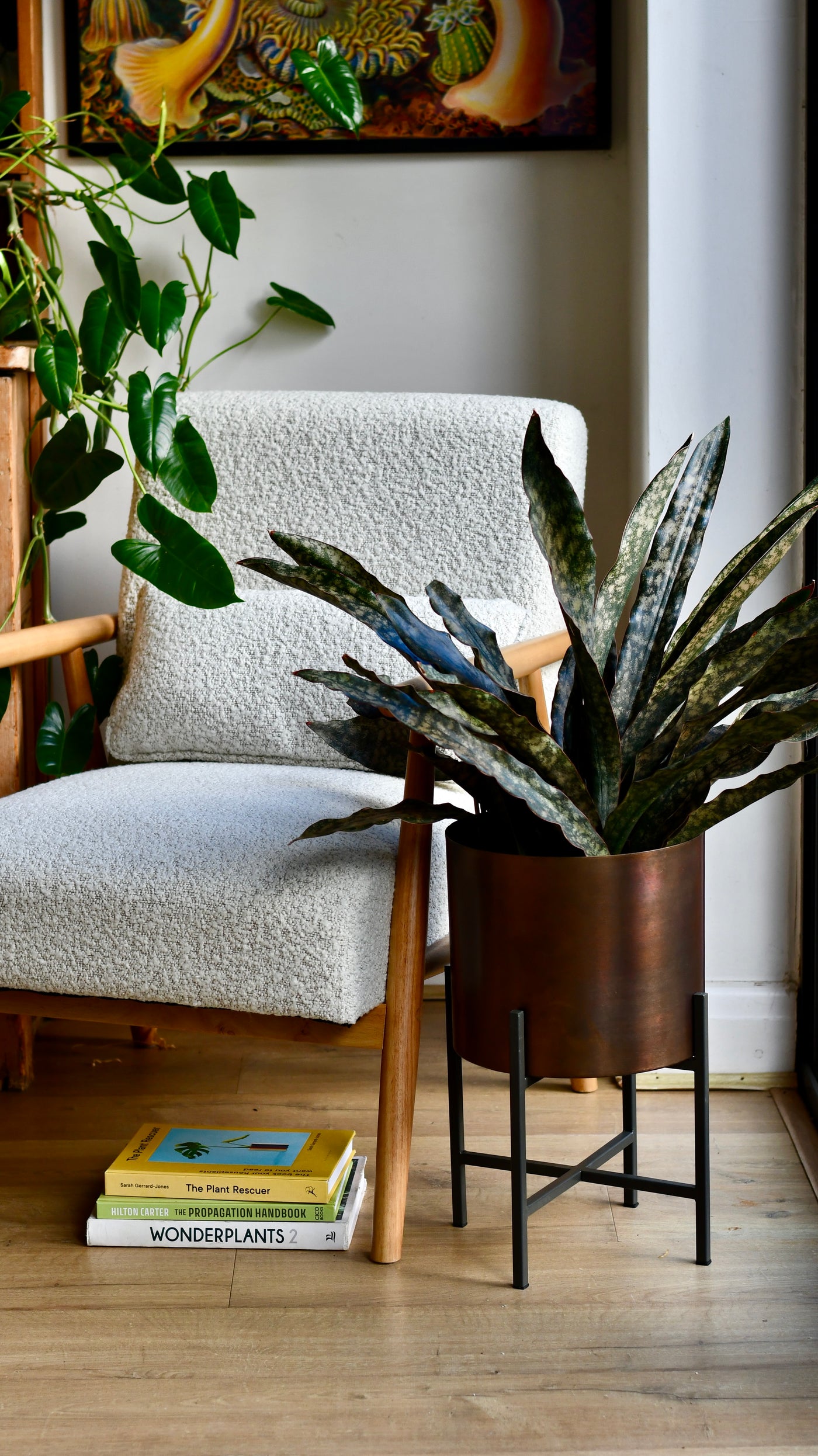 sansevieria kirkii coppertone Sansevieria kirkii 'Coppertone' – A Rare, Sculptural Masterpiece – Happy Houseplants