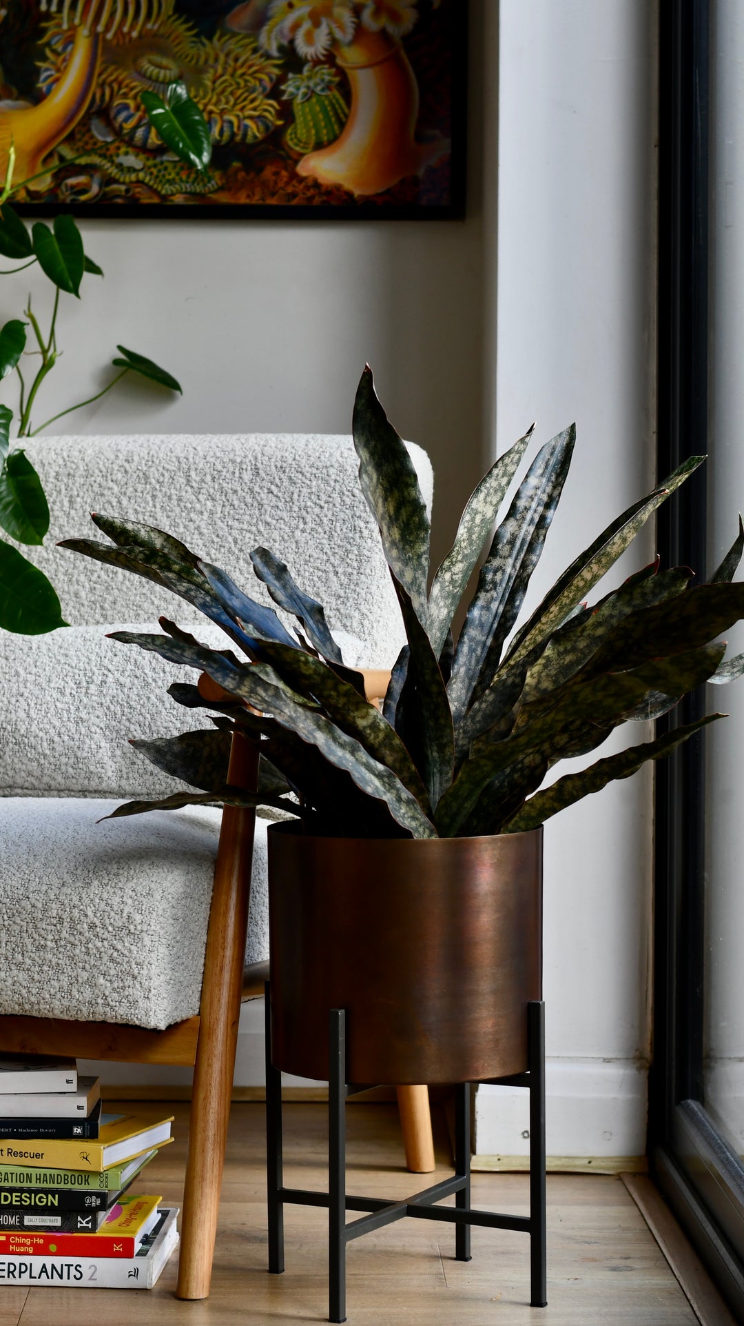 copper sansevieria Sansevieria kirkii 'Coppertone' – A Rare, Sculptural Masterpiece – Happy  Houseplants