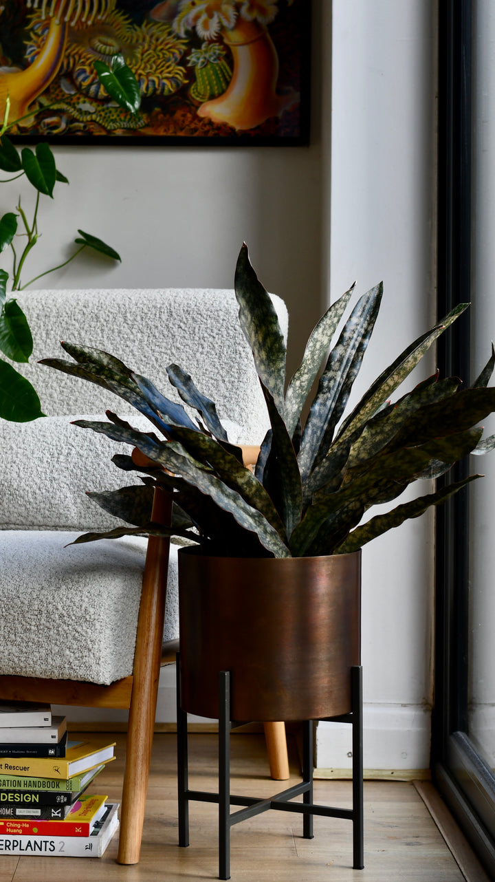 Sansevieria kirkii 'Coppertone' – A Rare, Sculptural Masterpiece