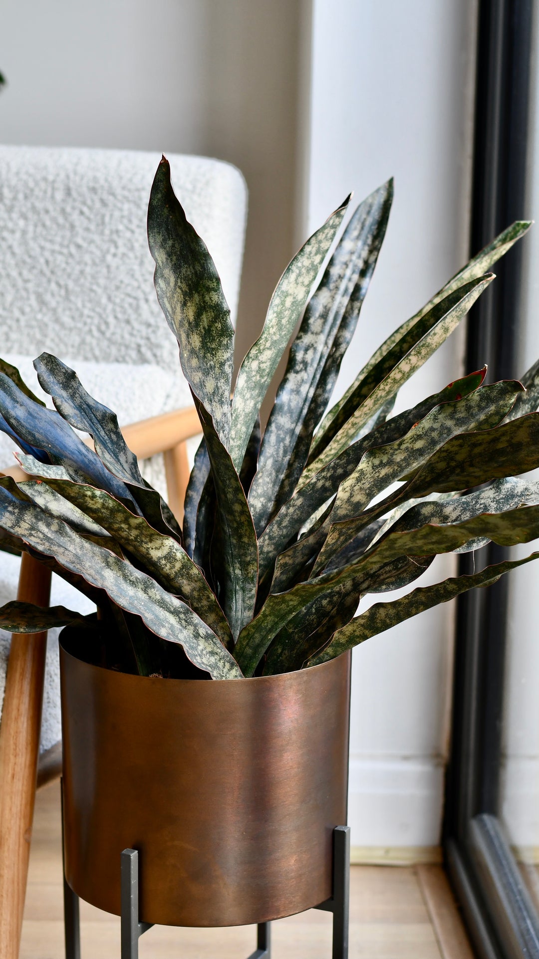 Sansevieria kirkii 'Coppertone' – A Rare, Sculptural Masterpiece