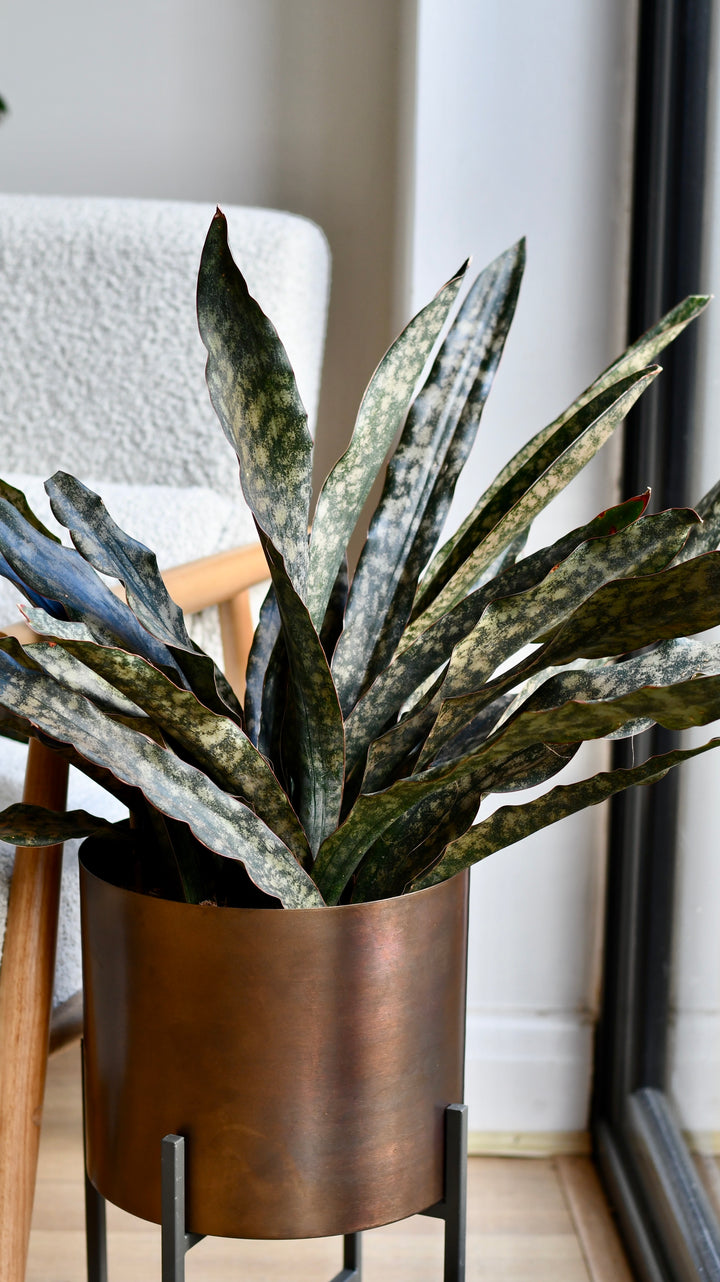 sansevieria coppertone for sale Sansevieria kirkii 'Coppertone' – A Rare, Sculptural Masterpiece – Happy Houseplants