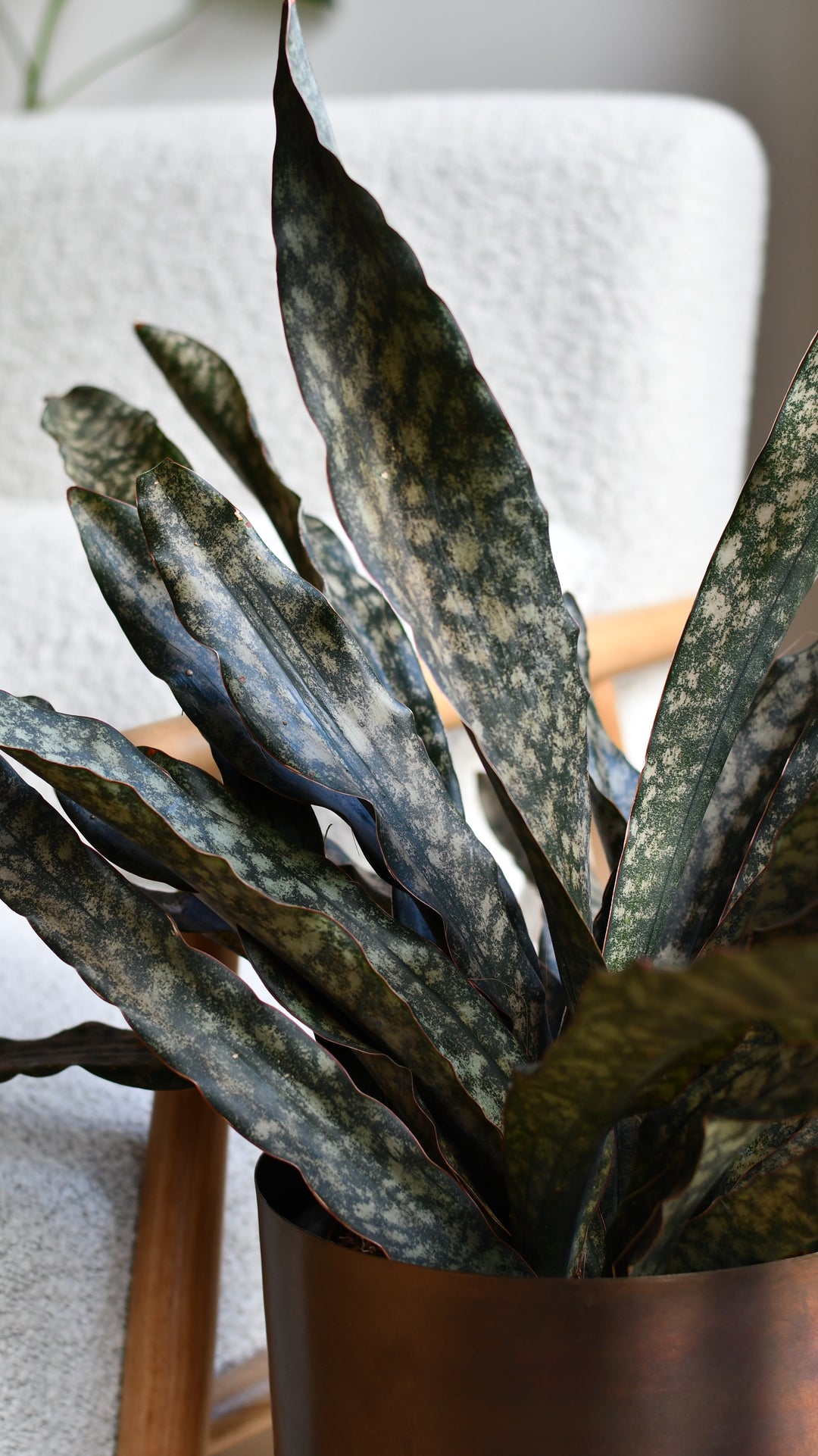 sansevieria coppertone Sansevieria kirkii 'Coppertone' – A Rare, Sculptural Masterpiece – Happy Houseplants